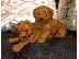 PoulaTo: Toy poodle