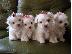 PoulaTo: Nice and Healthy Maltese Puppies Available.