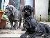 PoulaTo: mastiff {€200}