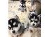 PoulaTo: Γνήσια εκπληκτική F3 Pomskies.