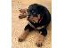 PoulaTo: Κουτάβια Rottweiler, έτοιμα να φύγουν τώρα, μόνο 2 αγόρια...