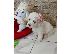 PoulaTo: Bichon Frize κουτάβια