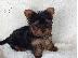 PoulaTo: Η Akc κατέγραψε κουτάβια Teacup Yorkie