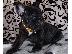 PoulaTo: French buldog puppy black color
