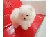 PoulaTo: Κουτάβια Pomeranian