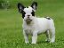 PoulaTo: Sweet French Bulldog puppy