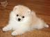 PoulaTo: Υπέροχο pomeranian κουτάβια