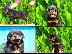 PoulaTo: Rottweiler καθαροαιμα 6979314054 -ΘΕΣΣΑΛΟΝΙΚΗ