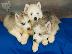 PoulaTo: Siberian Husky....Χασκι Σιβηριανα καθαροαιμα κουταβια