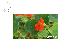 PoulaTo: 6 σποροι Garden Nasturtium