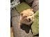 PoulaTo: Η Chow chows availabel kc reg