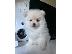 PoulaTo: Pomeranian όλα kc reg.