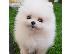 PoulaTo: Όμορφα κουτάβια Pomeranian