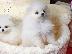 PoulaTo: pomeranian μίνι