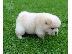PoulaTo: πωλείται chow chow.