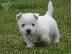 PoulaTo: Δυτικό Highland White Terrier κουτάβι