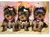 PoulaTo: AKC Yorkie Puppies