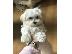 PoulaTo: Morkie