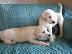 PoulaTo: Χαριτωμένο κουτάβι Labrador Retriever προς πώληση