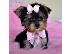 PoulaTo: Υπέροχο κουτάβι τεριέ Yorkshire Terrier