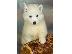PoulaTo: HUSKY SIBERIAN