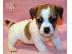 PoulaTo: Χαριτωμένα κουτάβια Jack Russell