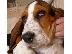 PoulaTo: basset hound