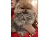 PoulaTo: Pomeranian