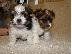 PoulaTo: Shinny Biewer Yorkies