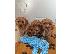 PoulaTo: Cavapoo Red
