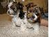 PoulaTo: Τα κουτάβια του Yorkshire Terrier
