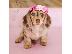 PoulaTo: Διατίθενται προς πώληση κουτάβια Cute Lovely Dachshund