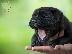 PoulaTo: Shar pei - Σαρ Πέι