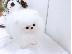 PoulaTo: Pomeranian κουτάβια - Ready 60Euro