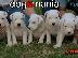 PoulaTo: Dogo Argentino καθαροαιμα κουταβια 6979314054 ΕΛΛΑΔΑ