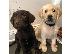 PoulaTo: Εδώ έχουμε 5 όμορφα κουτάβια Labrador Retriever.