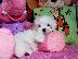 PoulaTo: Δύο Awesome T-Cup Pomeranian Puppies