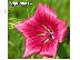 PoulaTo: 400 Σποροι - Malope Mallowwort Vulcan Mallow