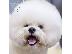 PoulaTo: Bichon Frize κουτάβια
