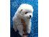 PoulaTo: Κουτάβια Pomeranian
