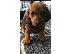 PoulaTo: Μικροσκοπικά κουτάβια Dachshund