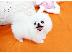 PoulaTo: Αξιολάτρευτο Pomeranian Puppies