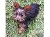 PoulaTo: Miniature Yorkshire Terrier Puppies