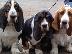 PoulaTo: Basset hound καθαρόαιμα επιλογής