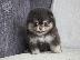 PoulaTo: Pomeranian toy