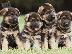 PoulaTo: German Shepherd καθαροαιμα κουταβια ΘΕΣΣΑΛΟΝΙΚΗ 2311288660