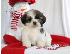 PoulaTo: Shih Tzu {€200}