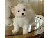 PoulaTo: Maltese Toy