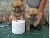 PoulaTo: POMERANIAN– 450 euro REAL FOTO