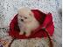 PoulaTo: Pomeranian mini toy